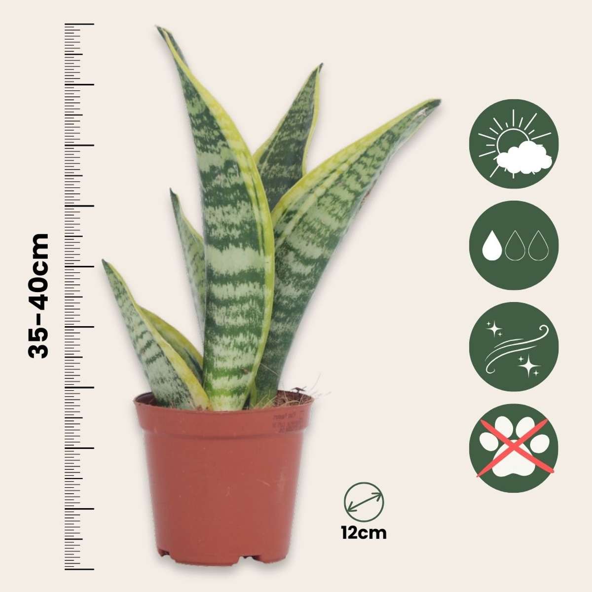 Snake plant - Sanseviera trifasciata 'Futura Superba' - Height 35-40cm - ⌀12cm