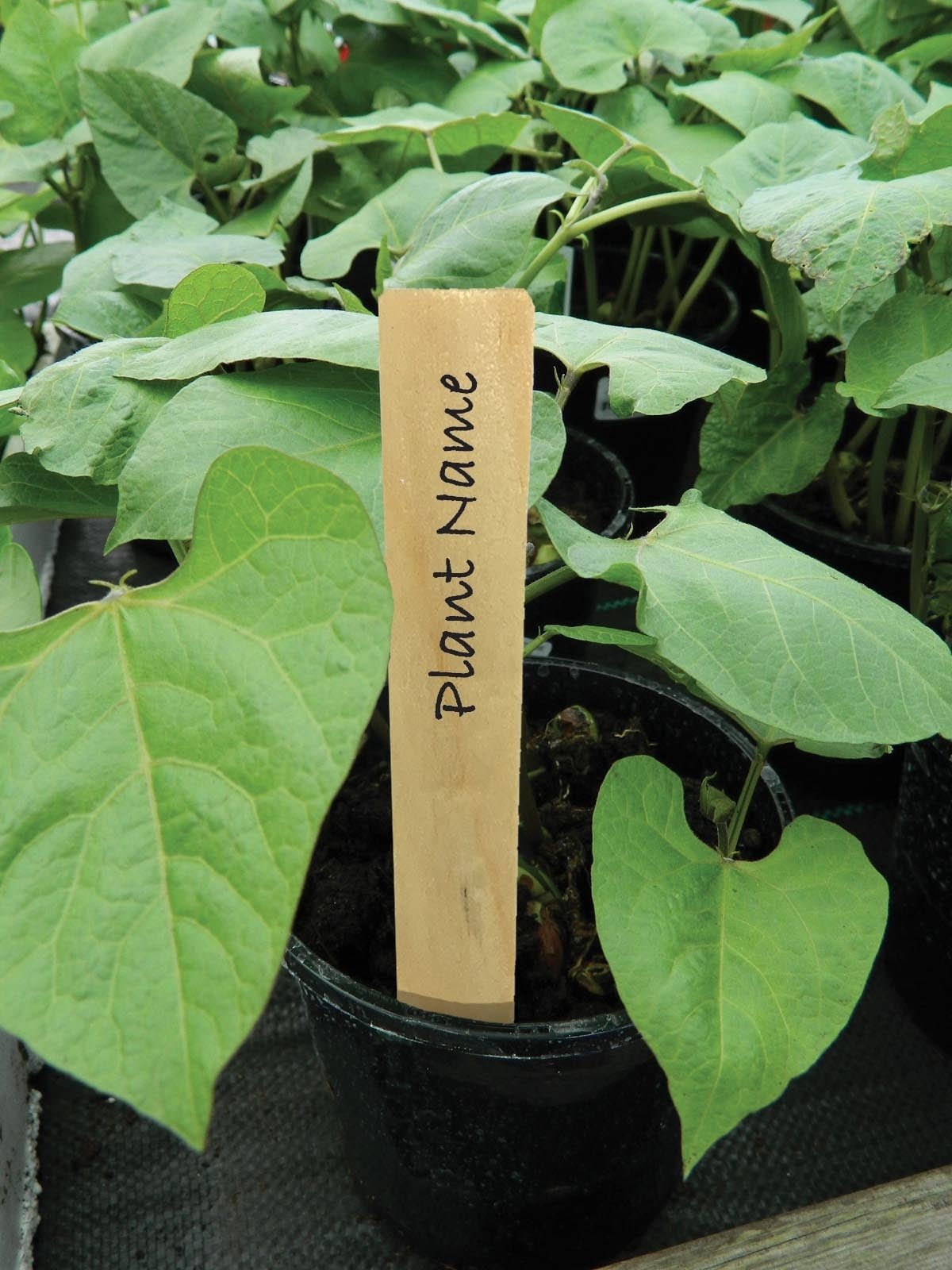 AllotMate Essentials The Pot - on Bundle - AllotMate Essentials -