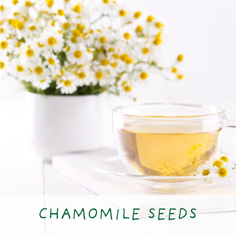 The Plant Gift Co. The Plant Gift Co. - Homemade Brew. Eco Grow Your Own Tea Kit - Herb Growing Kit - The Online Garden Store - HMM - BRW - GRW - YR -