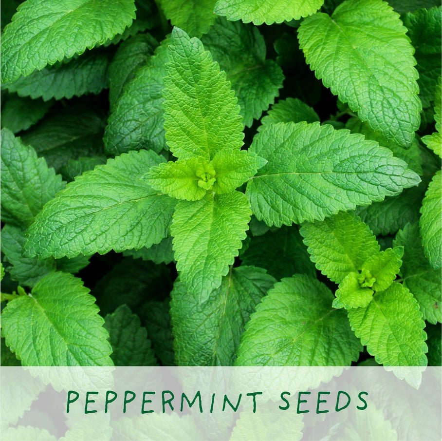 The Plant Gift Co. The Plant Gift Co. - Homemade Brew. Eco Grow Your Own Tea Kit - Herb Growing Kit - The Online Garden Store - HMM - BRW - GRW - YR -