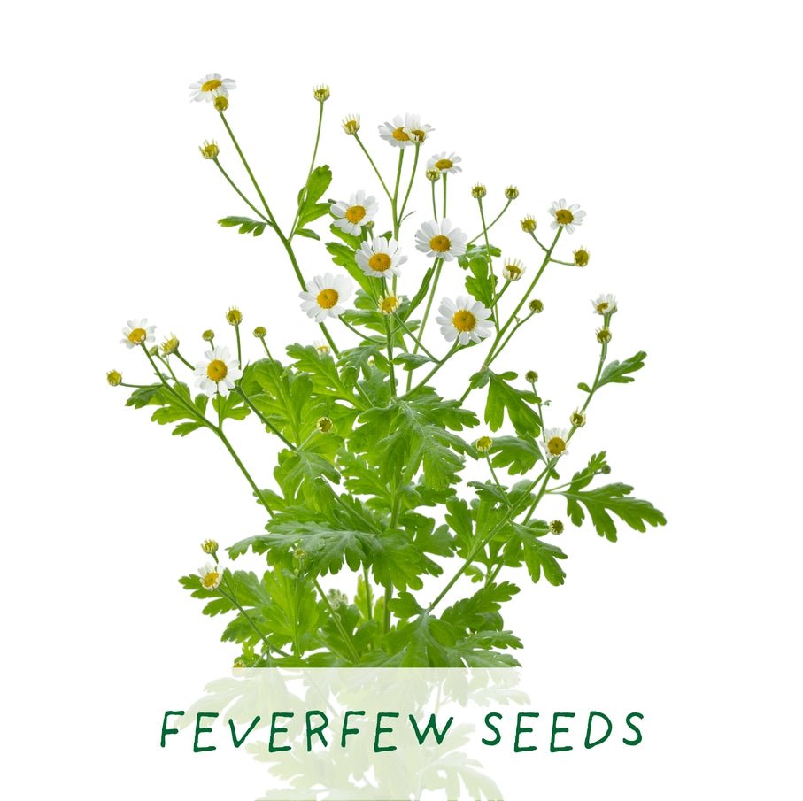 The Plant Gift Co. The Plant Gift Co. - Homemade Brew. Eco Grow Your Own Tea Kit - Herb Growing Kit - The Online Garden Store - HMM - BRW - GRW - YR -