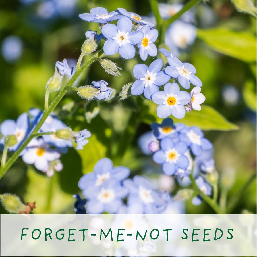 The Plant Gift Co. The Plant Gift Co. - Seeds of Love. Grow Your Own Plant Kit - Flower Plant Kit - The Online Garden Store - SDS - OF - LV - GRW -