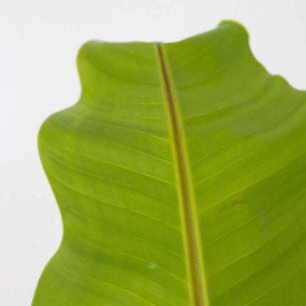 Hardy Banana - Musa basjoo - Height 55-70cm - ⌀21cm