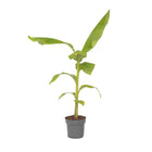 Hardy Banana - Musa basjoo - Height 55-70cm - ⌀21cm