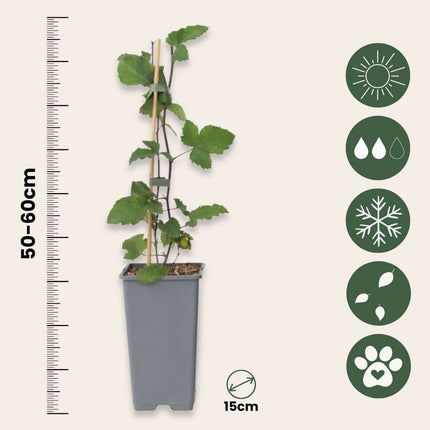 Currant plant - 2 pcs. - Ribes rubrum 'Jonkheer van Tets' - H50-60cm - ⌀15cm