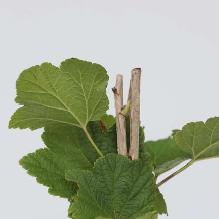 Currant plant - 4 pcs. - Ribes rubrum 'Jonkheer van Tets' - H50-60cm - ⌀15cm