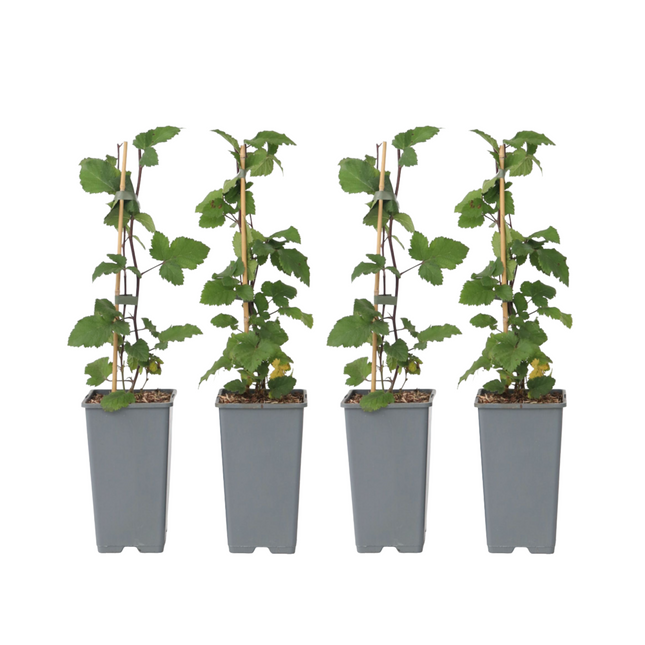 Currant plant - 4 pcs. - Ribes rubrum 'Jonkheer van Tets' - H50-60cm - ⌀15cm