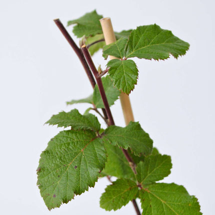 Blackberry plant - 2 pcs. - Rubus fruticosus 'Thornfree' - H50-60cm - ⌀15cm