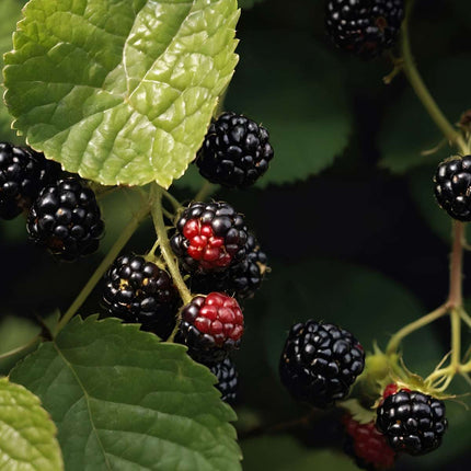 Blackberry plant - 2 pcs. - Rubus fruticosus 'Thornfree' - H50-60cm - ⌀15cm