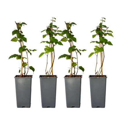 Blackberry plant - 4 pcs. - Rubus fruticosus 'Thornfree' - H50-60cm - ⌀15cm