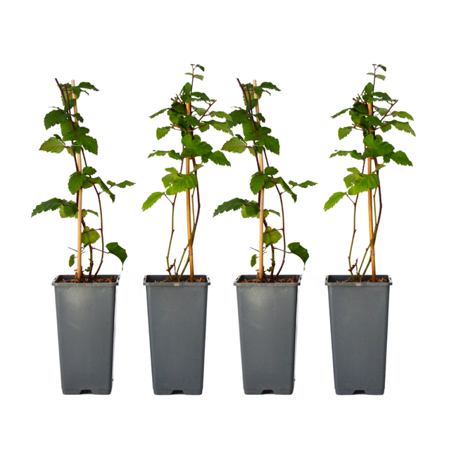 Blackberry plant - 4 pcs. - Rubus fruticosus 'Thornfree' - H50-60cm - ⌀15cm