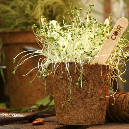 13cm Coir Plant Pots – 100% Biodegradable Pots & Peat-Free 1L | Ideal for Sowing & Growing