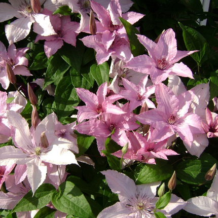 Leather flower - Clematis 'Hagley Hybrid' - Height 100-120cm - ⌀17cm