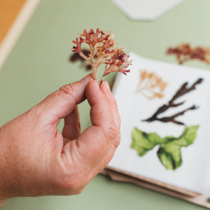 Seaweed Press Kit 15cm Wooden Flower and Seaweed Press, Made in United Kingdom