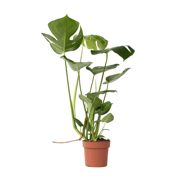Swiss Cheese Plant - Monstera deliciosa - Height 50-60cm - ⌀17cm