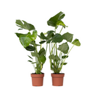 Swiss Cheese Plant - 2 pcs. - Monstera deliciosa - Height 50-60cm - ⌀17cm