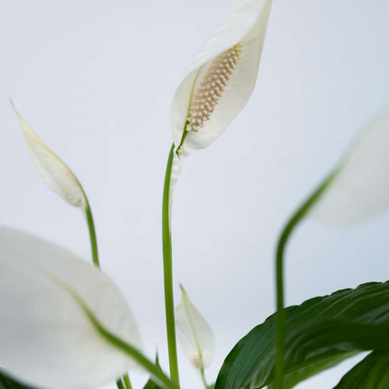 Peace lilly - 4 pcs. - Spathiphyllum 'Lima' - Height 60-75cm - ⌀12cm