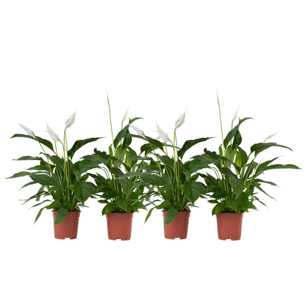 Peace lilly - 4 pcs. - Spathiphyllum 'Lima' - Height 60-75cm - ⌀12cm