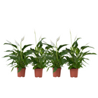 Peace lilly - 4 pcs. - Spathiphyllum 'Lima' - Height 60-75cm - ⌀12cm