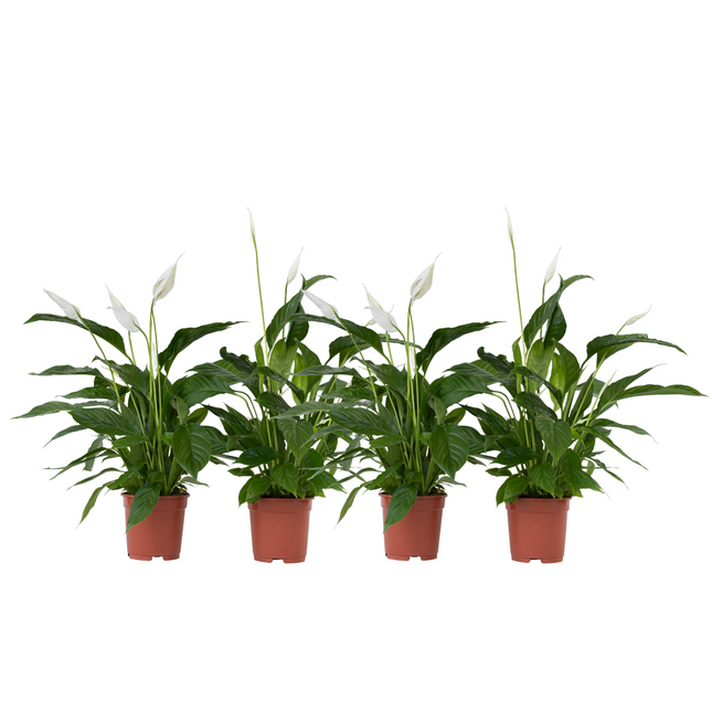 Peace lilly - 4 pcs. - Spathiphyllum 'Lima' - Height 60-75cm - ⌀12cm