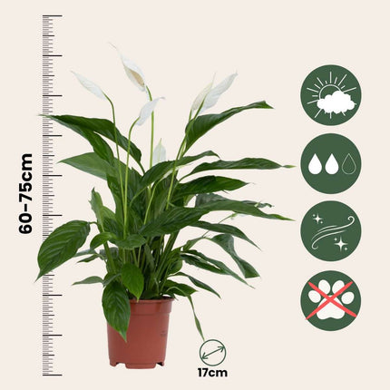 Peace lilly - 4 pcs. - Spathiphyllum 'Lima' - Height 60-75cm - ⌀12cm