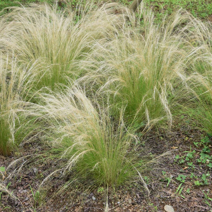 Mexican feather grass - 3 pcs. - Stipa tenuifolia 'Pony Tails' - H20-30cm - ⌀9cm