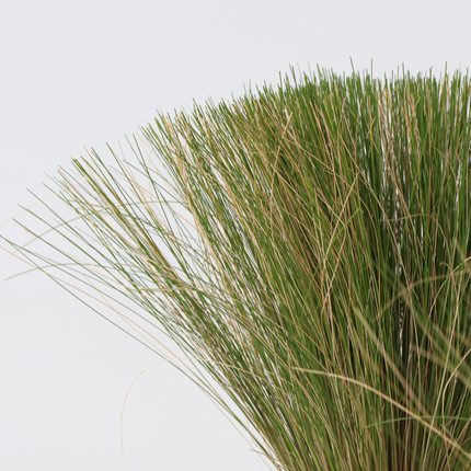 Mexican feather grass - 3 pcs. - Stipa tenuifolia 'Pony Tails' - H20-30cm - ⌀9cm