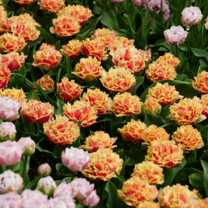 Tulip bulbs - 10 pcs. - Tulipa 'Brisbane' - Flower Bulbs - Pink