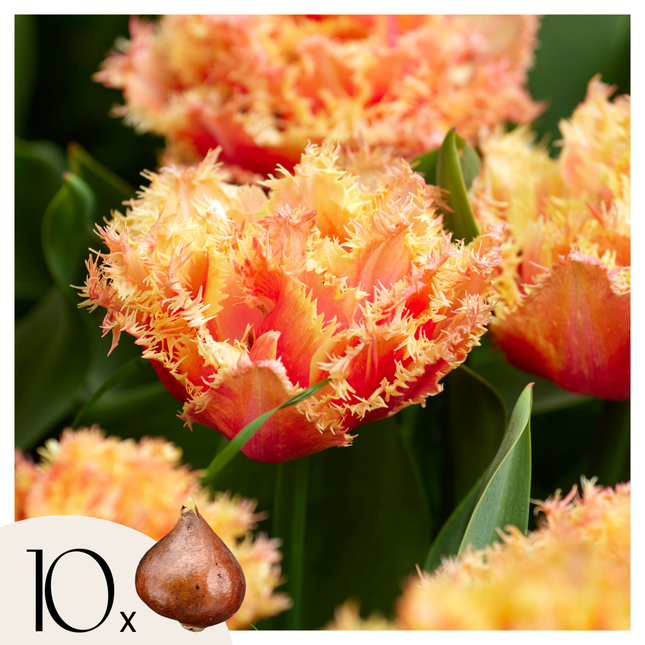 Tulip bulbs - 10 pcs. - Tulipa 'Brisbane' - Flower Bulbs - Pink
