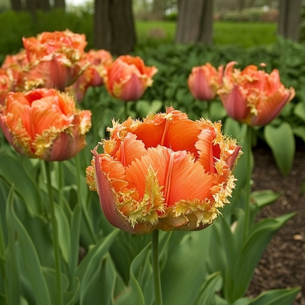 Tulip bulbs - 10 pcs. - Tulipa 'Brisbane' - Flower Bulbs - Pink