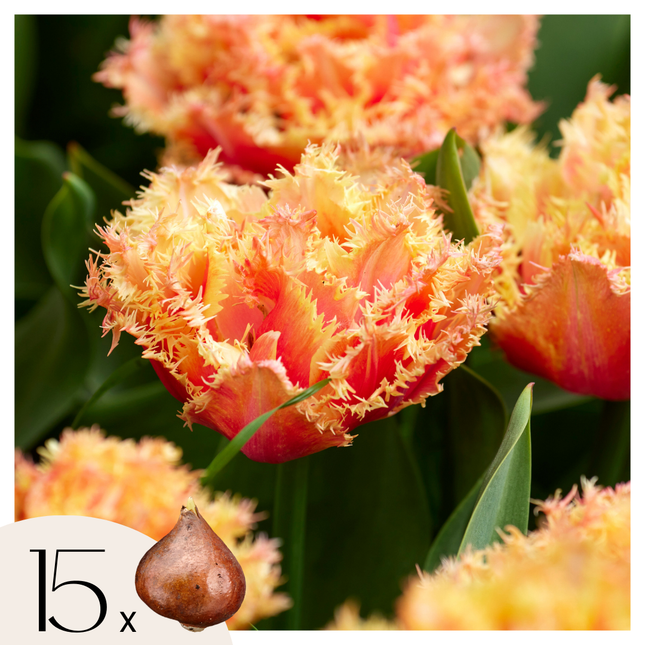 Tulip bulbs - 15 pcs. - Tulipa 'Brisbane' - Flower Bulbs - Pink