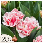 Tulip bulbs - 20 pcs. - Tulipa 'Queensland' - Flower Bulbs - Pink