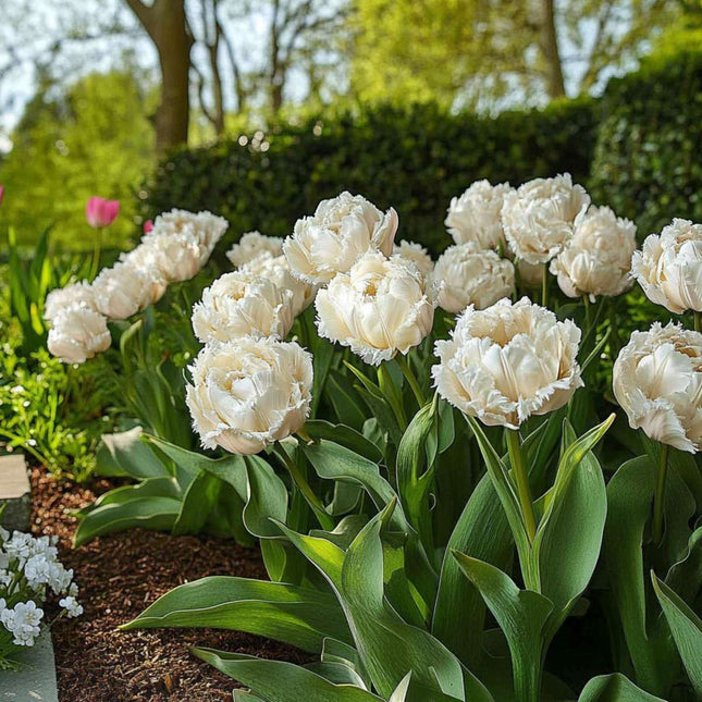 Tulip bulbs - 15 pcs. - Tulipa 'Snow Crystal' - Flower Bulbs - White