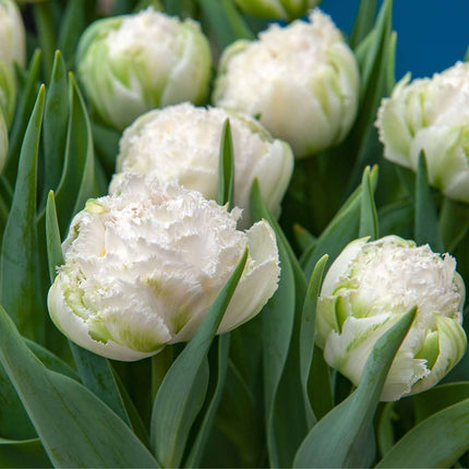 Tulip bulbs - 15 pcs. - Tulipa 'Snow Crystal' - Flower Bulbs - White