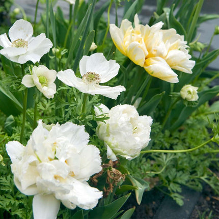 Tulip bulbs - 15 pcs. - Tulipa 'Snow Crystal' - Flower Bulbs - White