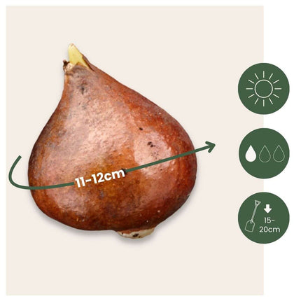 Tulip bulbs - 14 pcs. - Tulipa 'Red Impression' - Flower Bulbs - Red