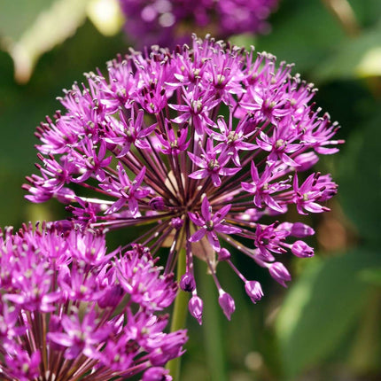 Ornamental onion - 30 pcs. - Allium 'Purple Sensation' - Flower Bulbs - Purple