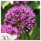 Ornamental onion - 30 pcs. - Allium 'Purple Sensation' - Flower Bulbs - Purple