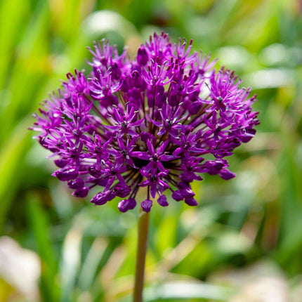 Ornamental onion - 30 pcs. - Allium 'Purple Sensation' - Flower Bulbs - Purple