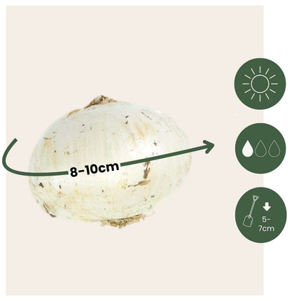 Ornamental onion - 60 pcs. - Allium 'Purple Sensation' - Flower Bulbs - Purple