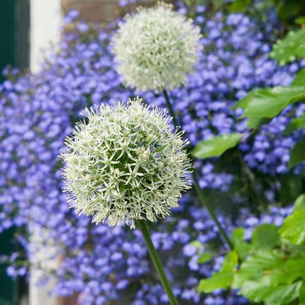 Ornamental onion - 3 pcs. - Allium 'Mount Everest' - Flower Bulbs - White