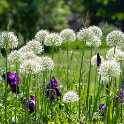 Ornamental onion - 3 pcs. - Allium 'Mount Everest' - Flower Bulbs - White