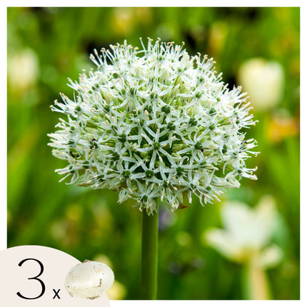 Ornamental onion - 3 pcs. - Allium 'Mount Everest' - Flower Bulbs - White