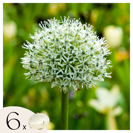 Ornamental onion - 6 pcs. - Allium 'Mount Everest' - Flower Bulbs - White