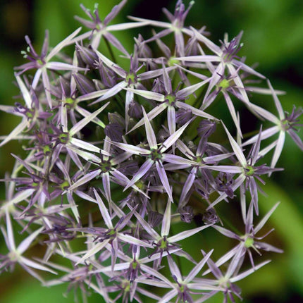 Ornamental onion - 30 pcs. - Allium 'Christophii' - Flower Bulbs - Purple