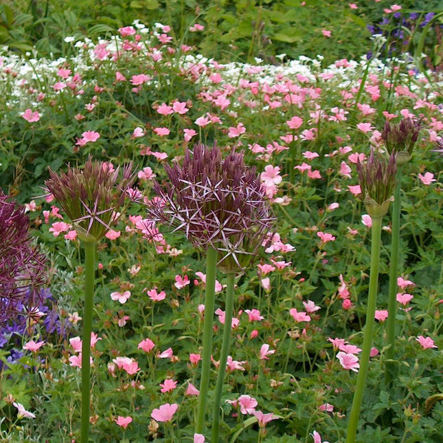 Ornamental onion - 30 pcs. - Allium 'Christophii' - Flower Bulbs - Purple