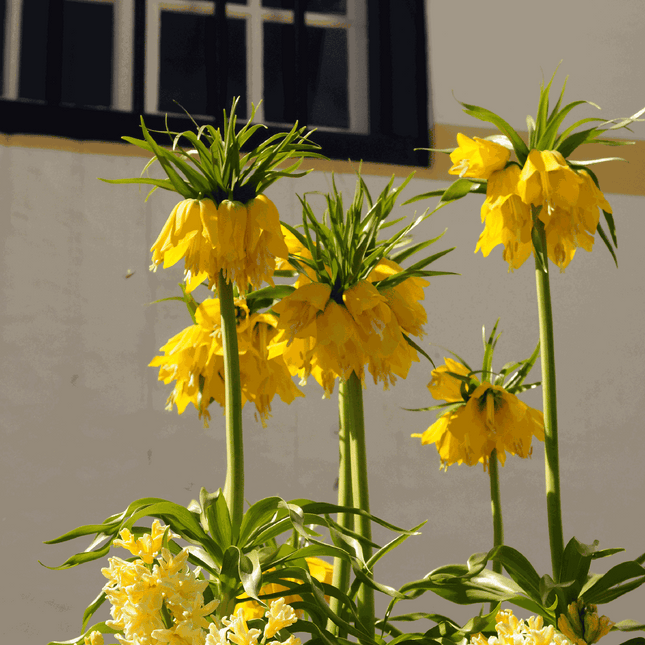 Snake's Head fritillary - 3 pcs. - Fritillaria 'lutea' - Flower Bulbs - Yellow