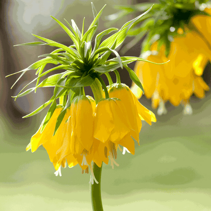Snake's Head fritillary - 3 pcs. - Fritillaria 'lutea' - Flower Bulbs - Yellow