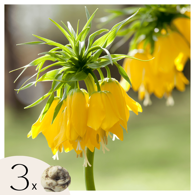 Snake's Head fritillary - 3 pcs. - Fritillaria 'lutea' - Flower Bulbs - Yellow