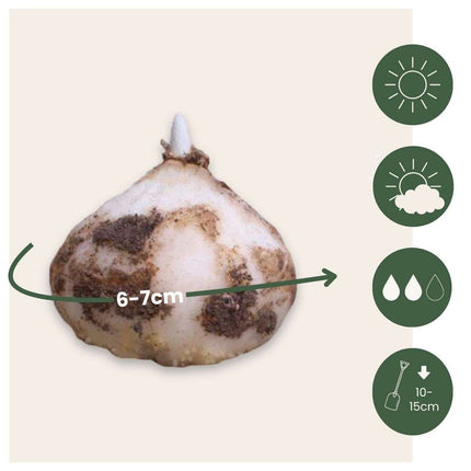 Snake's Head fritillary - 3 pcs. - Fritillaria 'lutea' - Flower Bulbs - Yellow